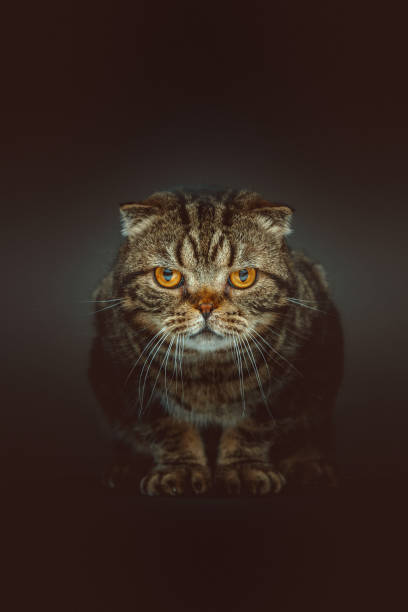 Scottish Fold Shorthair cat stock photo