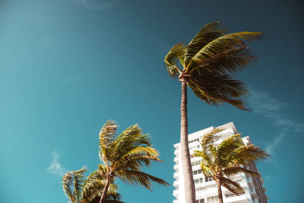 istock palm tree in Fort Lauderdale 1214283546