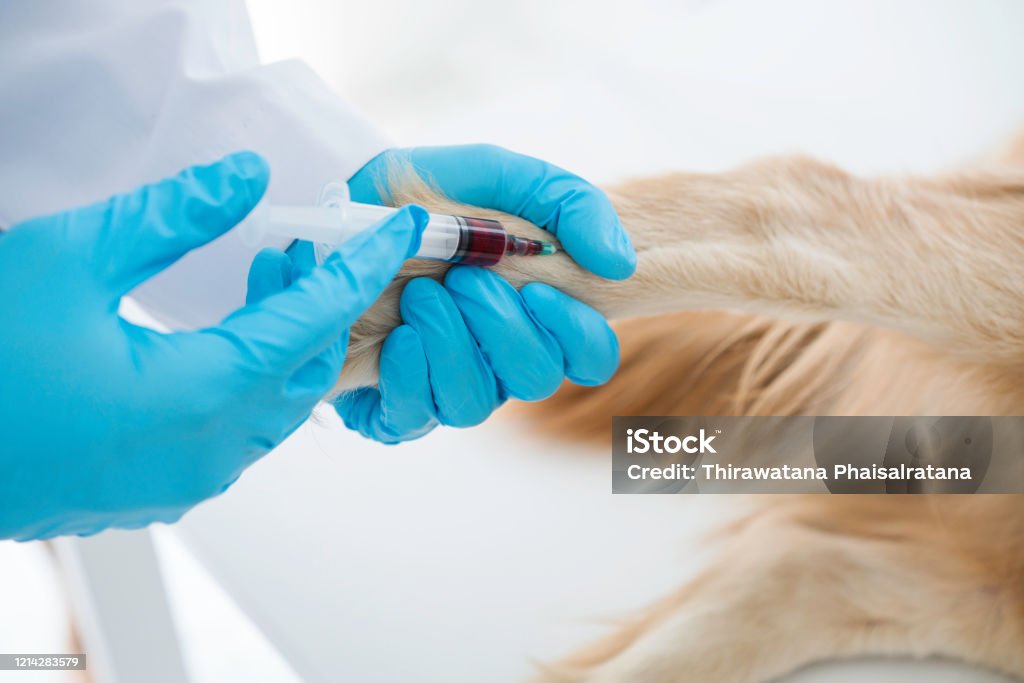 Tierärztliche. Tierarzt gibt Injektion zu Hund in Der Tierklinik. Tierarzt, der Injektion mit Spritze bei Hund. Die Patienten werden geimpft. Der Tierarzt zieht Blut zur Untersuchung. - Lizenzfrei Blut Stock-Foto