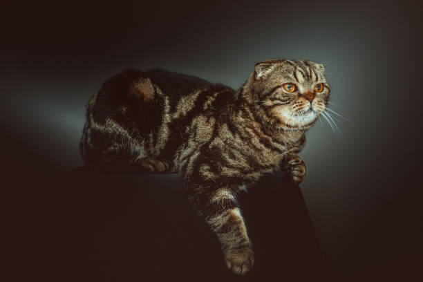 istock Scottish Fold Shorthair cat 1214283639
