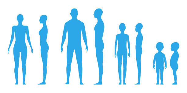 Front and side view human body silhouettes Front and side view human body silhouette of an adult male, a female, gender neutral, a teenager and a toddler the human body stock illustrations