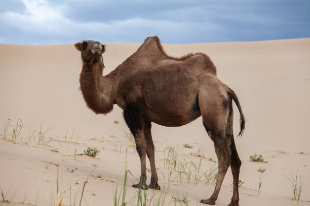 Camels Camelus bactrianus Sand Dunes on Horizon stock photo