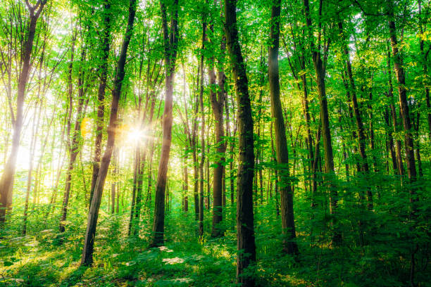 istock a spring forest trees. nature green wood sunlight backgrounds. 1214285417