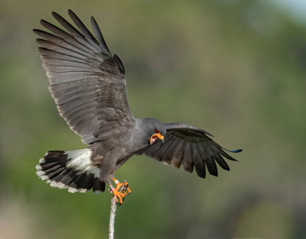 istock A snail kite in Florida 1214285549
