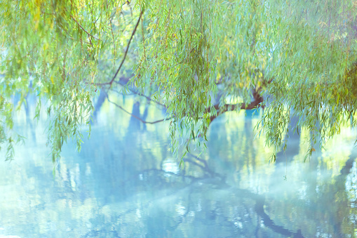 Soft light green background. Natural background of leaves. Hanging branches of weeping willow tree and water surface