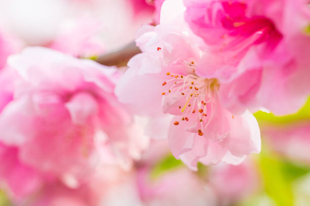 Delicate floral background. Fresh pink petals on a blurred background. Soft spring flowers. Sakura flower close-up with stamens and pestle. Macrophotography