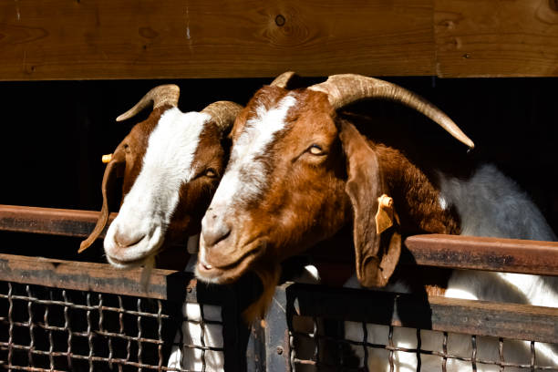 istock Animal Friendship 1214286067