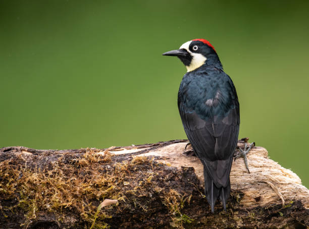 istock Acorn Woodpecker Portrait 1214286146