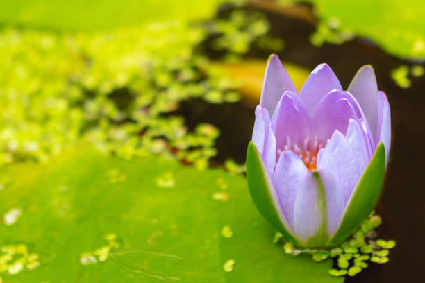 beautiful water lily surrounded by green llily pads - bouquet namibia wildflower africa imagens e fotografias de stock