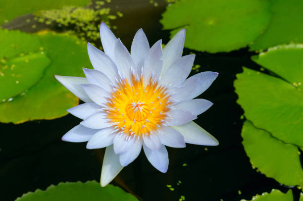 beautiful water lily surrounded by green llily pads - bouquet namibia wildflower africa imagens e fotografias de stock