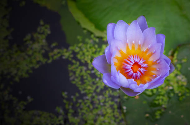 beautiful water lily surrounded by green llily pads - bouquet namibia wildflower africa imagens e fotografias de stock