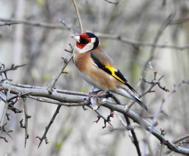 istock Side view of Goldfinch looking upwards while perching on a branch with new leaf buds 1214287317