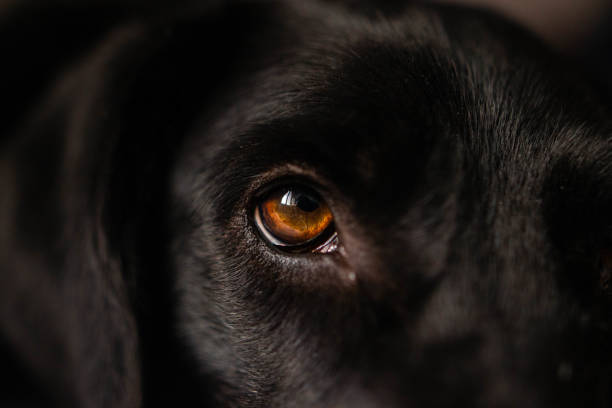 istock Close-up of a dog eye 1214287928