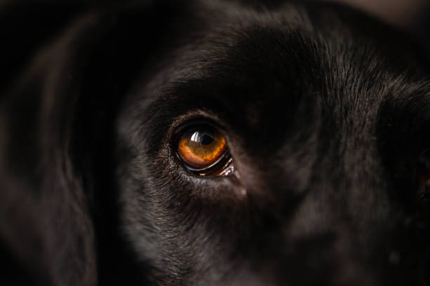 istock Close-up of a dog eye 1214287930