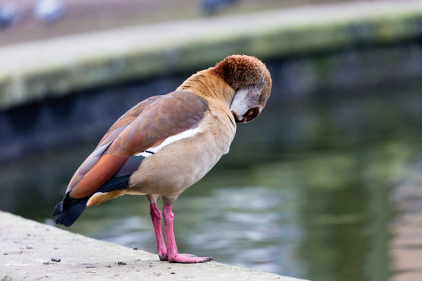 istock Egyptian goose neat to the water 1214289628