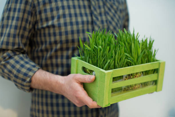 istock Man holding a wooden green box with fresh green grass 1214289637
