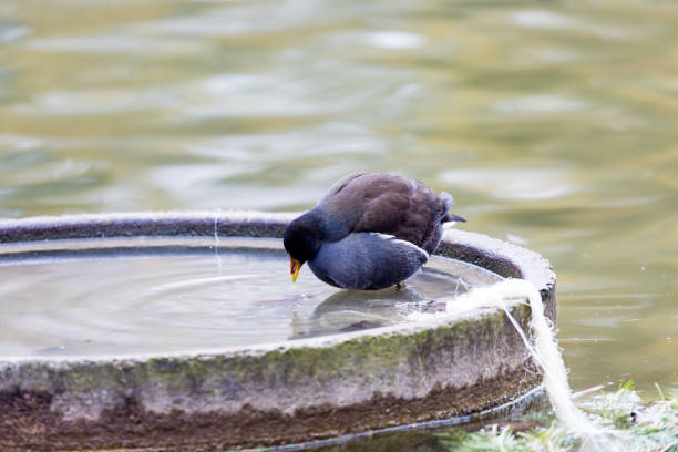 istock Black bird near to the water 1214289849