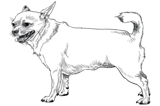Vector illustration of Chihuahua drawing