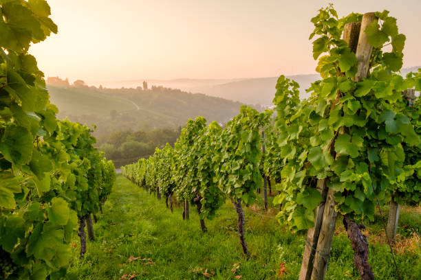 istock Morning light in german vineyard in summer 1214291565