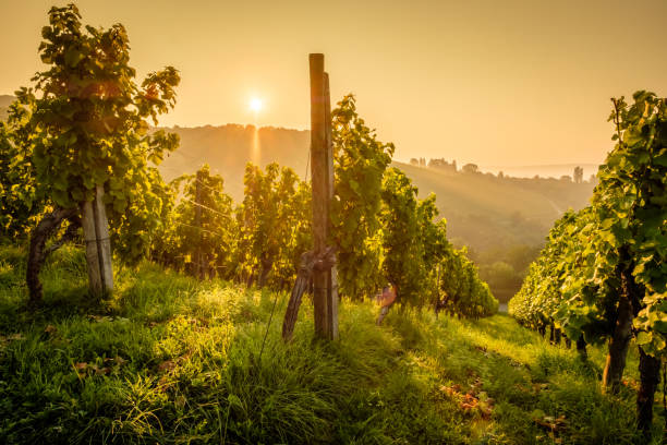istock Vineyard vines in back lit of sun with sunstar 1214291645