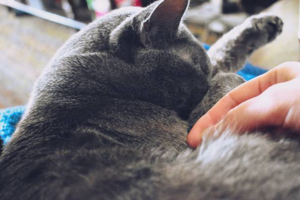istock Petting a beautiful gray cat 1214291690
