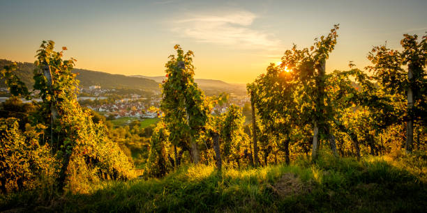 istock Vineyard in summer with sunstar 1214291702