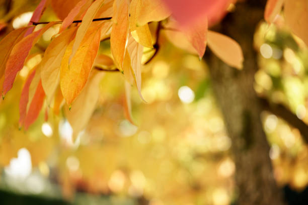 Persimmon tree on Autumn stock photo