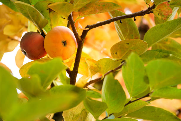 Persimmon fruits on tree stock photo