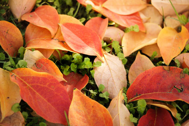 Persimmon Leaves on grass stock photo