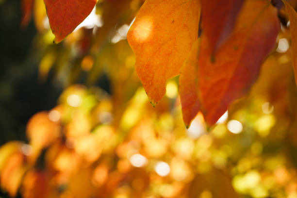 Persimmon tree on Autumn stock photo