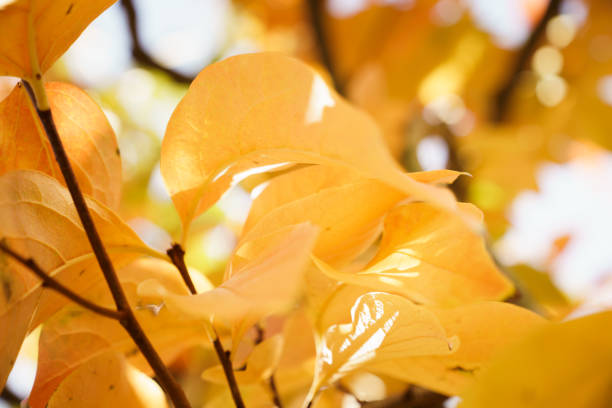 Persimmon tree on Autumn stock photo