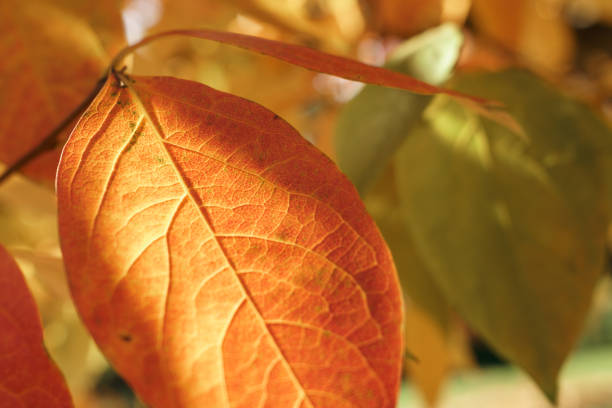 Persimmon tree on Autumn stock photo