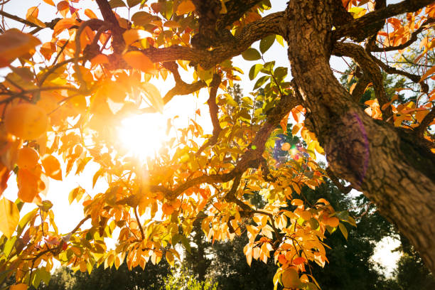 Persimmon tree on Autumn stock photo