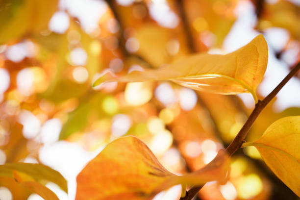 Persimmon tree on Autumn stock photo