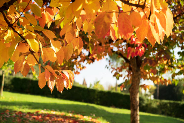 Persimmon tree on Autumn stock photo