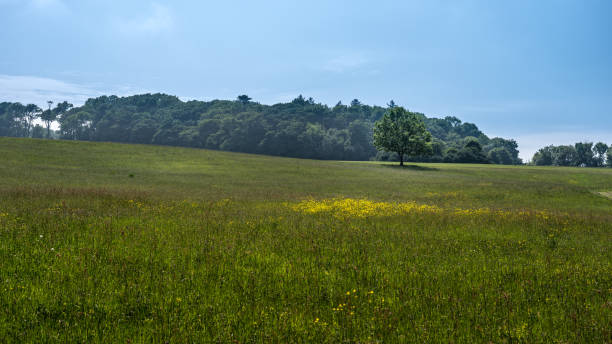 istock Single tree on green field or meadow with forest in background 1214293322