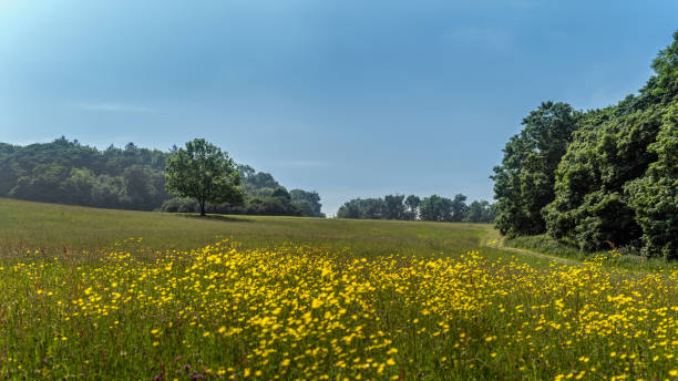 istock Single tree on green field or meadow with yellow Buttercups and forest in background 1214293348