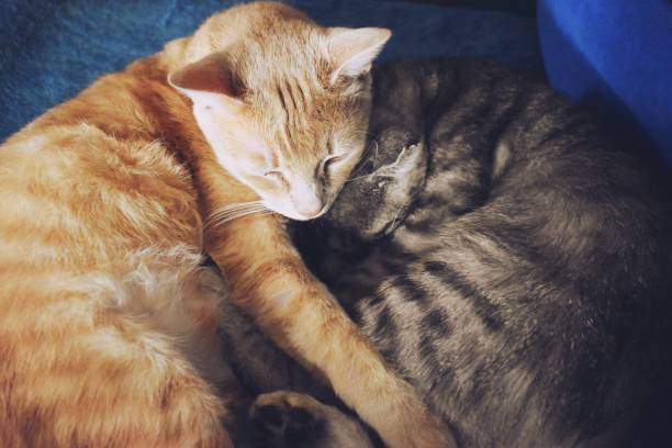 istock Ginger and a tabby gray cat taking a nap 1214293363