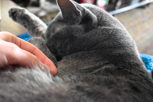 istock Petting a russian blue cat 1214293760