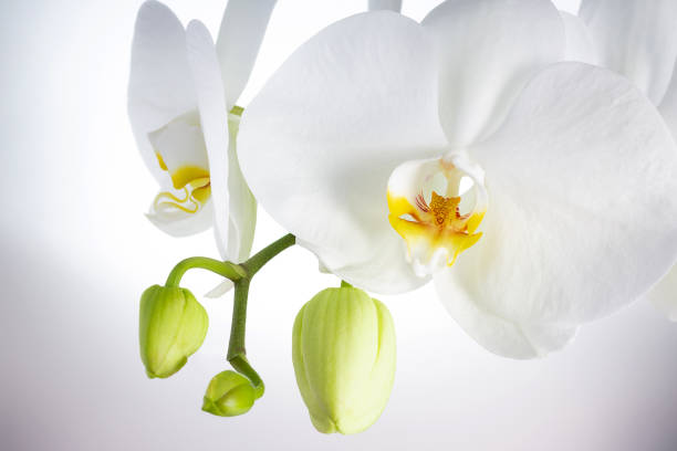 istock Branch of white orchid with flower buds on light background 1214295212