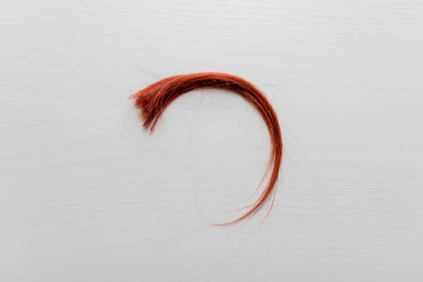 DNA test, biomaterial for the study of paternity, kinship. Women's hair strand on white background, top view Women's hair strand on grey background, top view. DNA test, biomaterial for the study of paternity, kinship paternity stock pictures, royalty-free photos & images