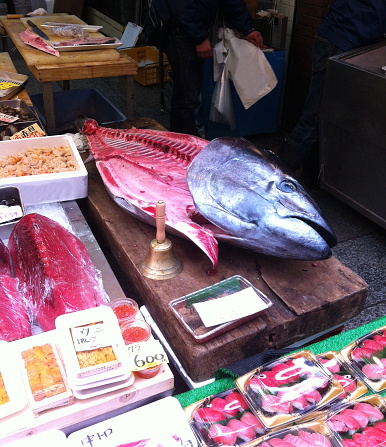 Fresh Tuna fish toro maguro on a market stall inside Kuromon fresh market in Osaka, Japan.