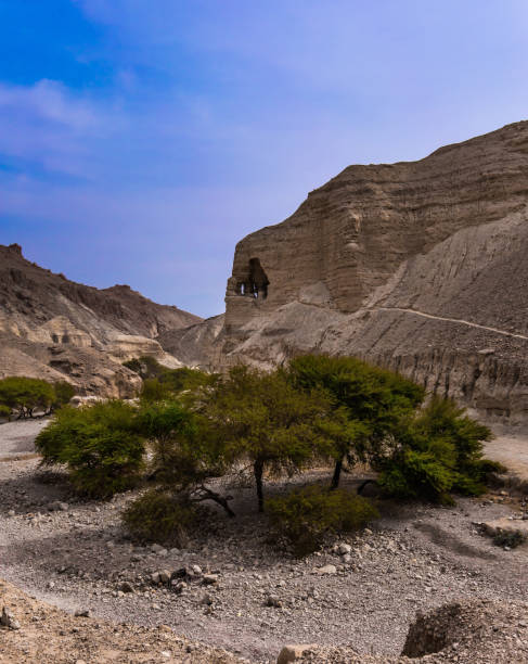 istock The acacia after rains 1214300040