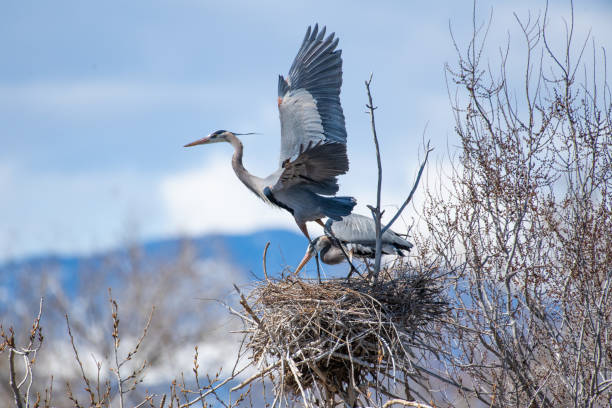Nest building and mating activities during western USA springtime for Great Blue Herons