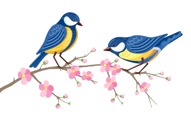 Two blue tits sitting at blossoming sakura branch with pink flowers. Decorative Nature scene at white background. Watercolor painting imitation vector illustration. cherry blossom branch on white stock illustrations