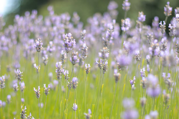 수분과 꽃에서 프로방스 라벤더 - lavender coloured lavender provence alpes cote dazur field 뉴스 사진 이미지