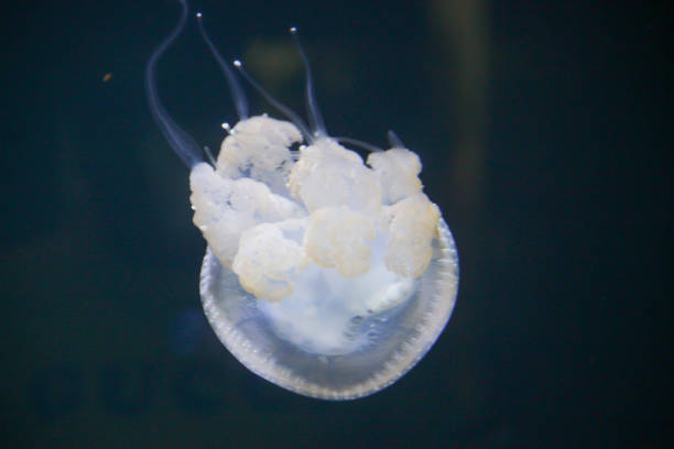 istock Small Jellyfish in Water 1214302287
