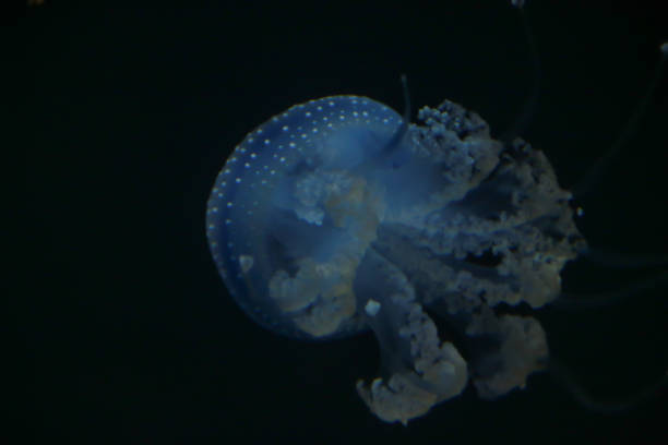 istock Small Jellyfish in Water 1214302388