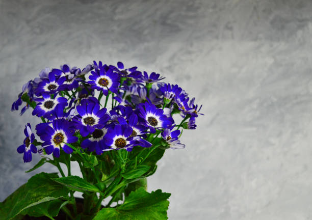 beautiful blue cineraria on gray wall background.Home flowers, home decor beautiful blue cinerariaon gray wall background.Home flowers, home decor. cineraria stock pictures, royalty-free photos & images