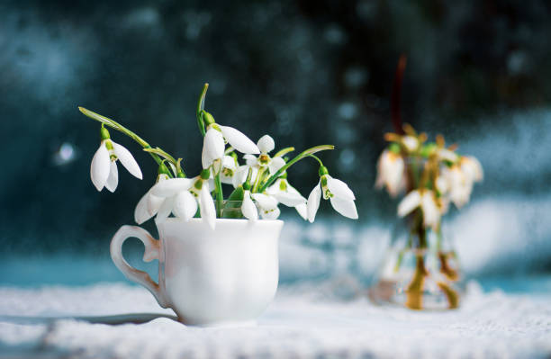 Snowdrops in a glass cup by the bright window